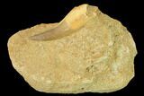 Fossil Plesiosaur (Zarafasaura) Tooth - Morocco #164640-1